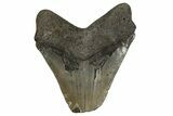 Bargain, Fossil Megalodon Tooth - North Carolina #338814-1